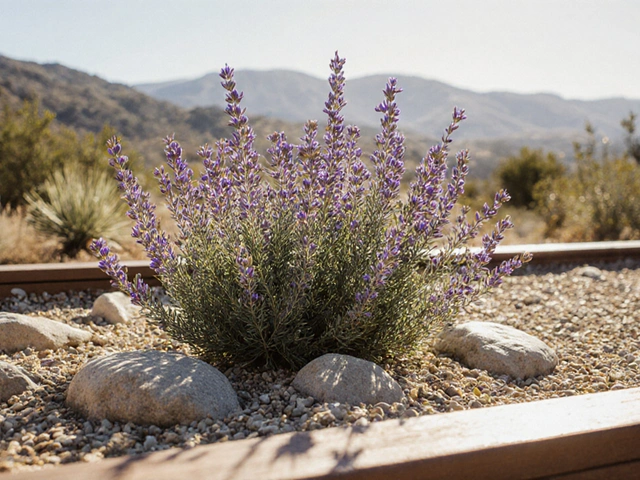 Lze pěstovat tymián v USA? Praktický průvodce pro zahradníky