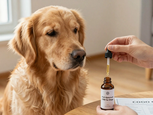 Jsou různé typy CBD pro psy? Co potřebujete vědět před nákupem