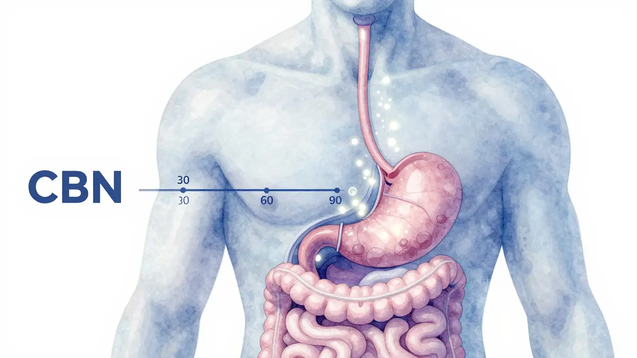 Vnitřní cesta CBN žvýkačky skrz trávicí systém s pomalým pohybem látky do krve.