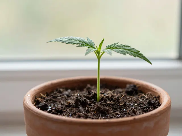 Jaké látky potřebuje konopí a kdy ho krmit?