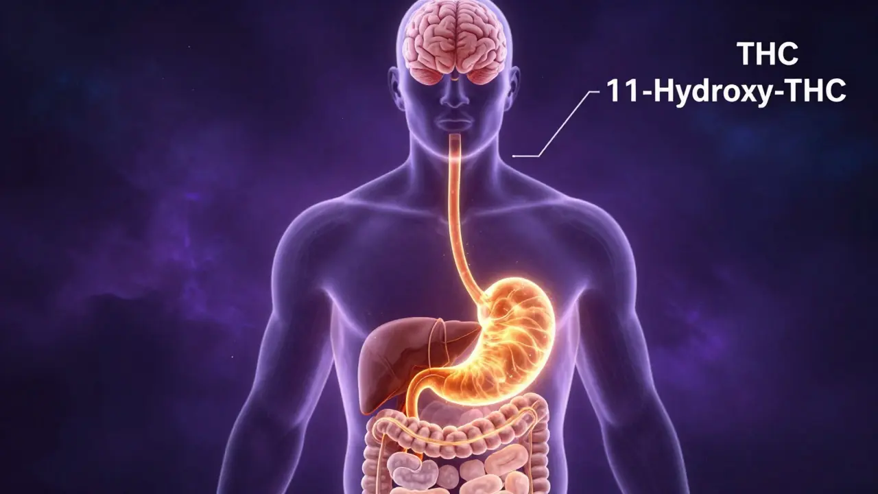 Konceptuální znázornění vstřebávání THC z čokolády v lidském těle.