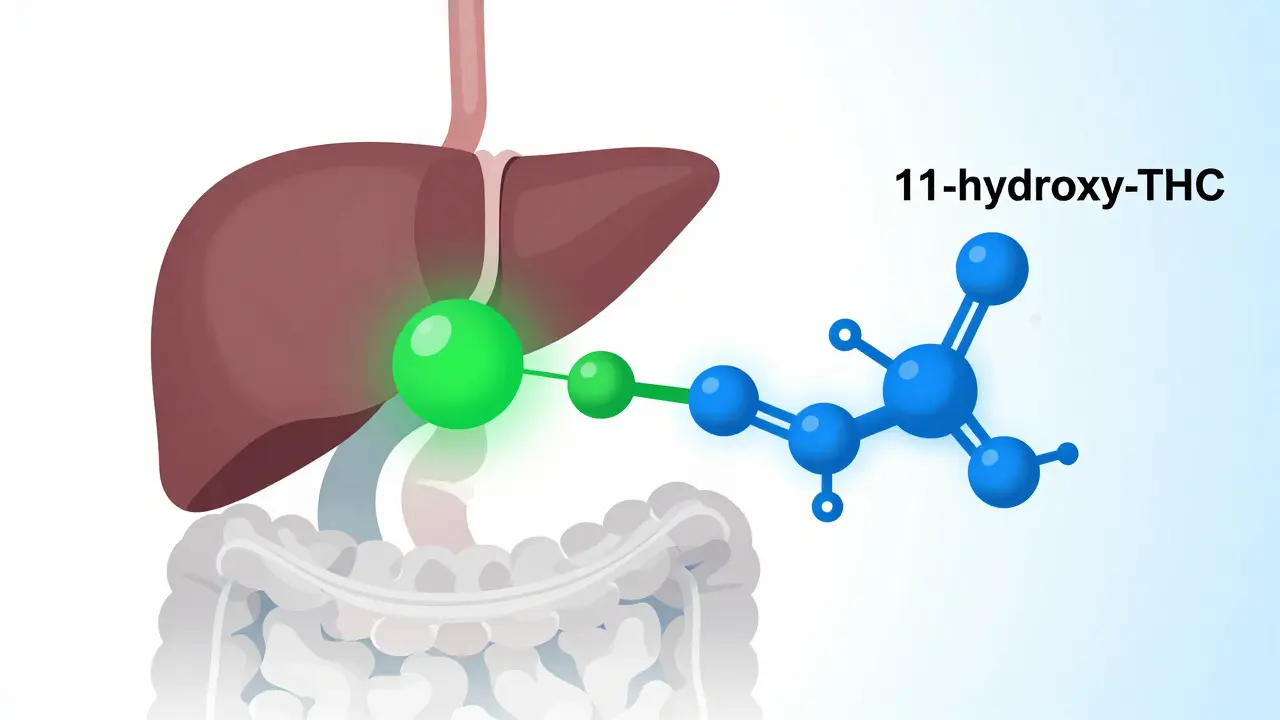 Schéma trávicího procesu a metabolismu THC v játrech