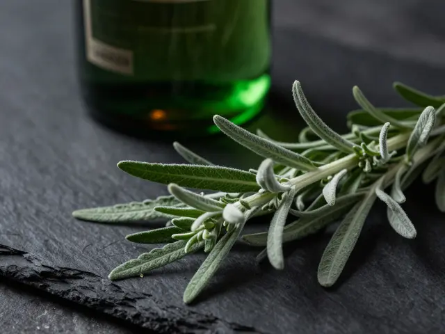 Působí pelyněk jako droga? Pravda o absintu a thujonu